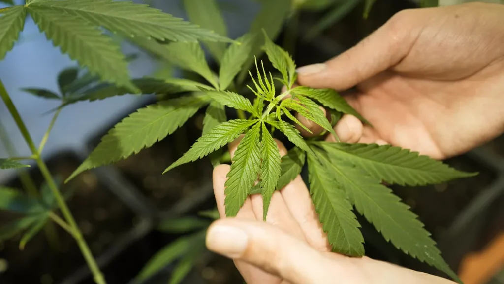 Surplus areas will only be sold to "fit and proper" individuals, council leaders have urged, after one ex-council-owned building was turned into a cannabis factory.