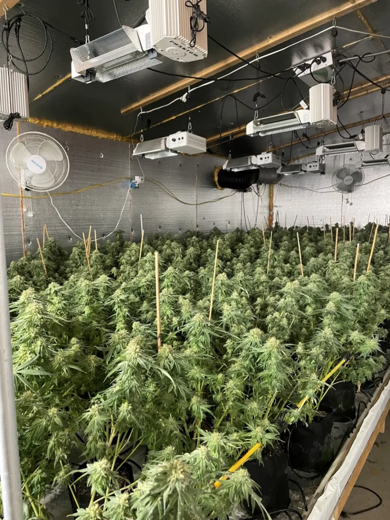 Authorities in Maine held over 4,760 marijuana plants and charged three New York locals in Somerset County – their third investigation in two weeks involving suspected illicit marijuana cultivation areas.